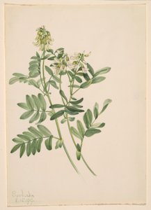  av Mary Vaux Walcott