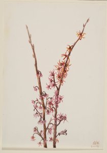  av Mary Vaux Walcott