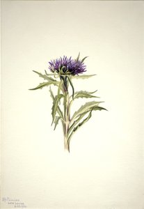 Uten tittel--Plant Study, 1904. av Mary Vaux Walcott