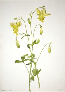 Uten tittel--Plant Study, 1904. av Mary Vaux Walcott