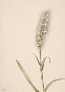 Uten tittel--Plant Study, 1904. av Mary Vaux Walcott