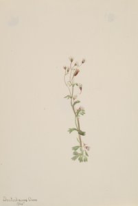 Uten tittel--Plant Study, 1905. av Mary Vaux Walcott