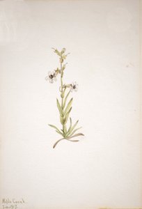 Uten tittel--Plant Study, 1917. av Mary Vaux Walcott