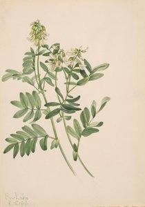 Uten tittel--Plant Study, 1919. av Mary Vaux Walcott
