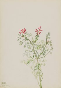 Uten tittel--Plant Study, 1922. av Mary Vaux Walcott