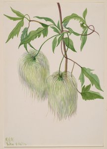 Uten tittel--Plant Study, 1939. av Mary Vaux Walcott