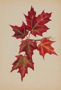 Uten tittel (høstblader) av Mary Vaux Walcott