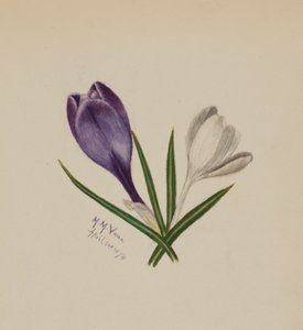  av Mary Vaux Walcott