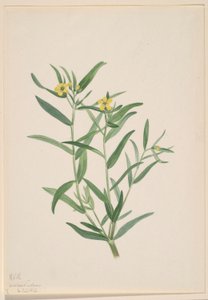  av Mary Vaux Walcott