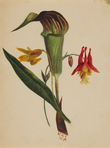 Uten tittel (Jack i prekestolen) av Mary Vaux Walcott