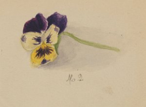  av Mary Vaux Walcott