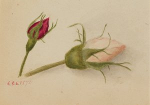  av Mary Vaux Walcott