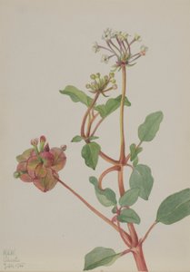  av Mary Vaux Walcott