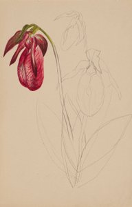  av Mary Vaux Walcott
