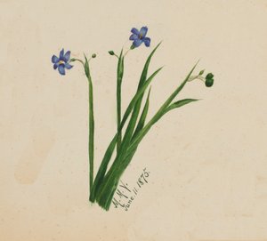 Uten tittel, 1875. av Mary Vaux Walcott