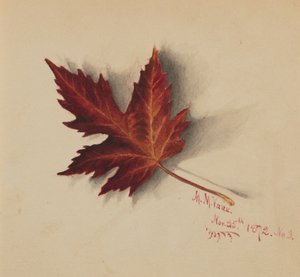 Uten tittel høstblad, 1872. av Mary Vaux Walcott