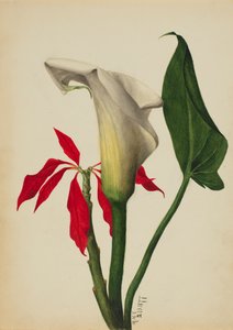 Uten tittel Calla Lily, 1877. av Mary Vaux Walcott