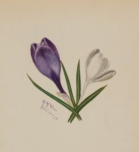 Uten tittel krokus, 1874. av Mary Vaux Walcott