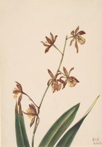 Blomsterstudie uten tittel, 1924. av Mary Vaux Walcott