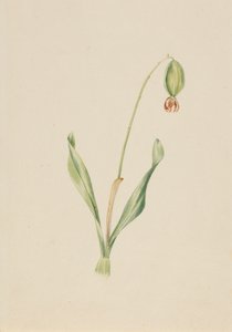 Uten tittel Plantestudie, ca. tidlig på 1930-tallet. av Mary Vaux Walcott