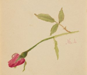 Rose uten tittel, 1872. av Mary Vaux Walcott