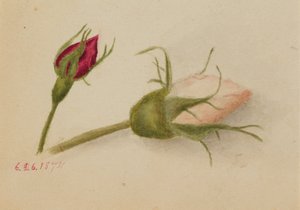 Untitled Rosebuds, 1874.    1139999   no       norwegian Successfully Translated  Original: Concert a la cour de lempereur Paul I (1754-1801) a Saint Petersbourg - Concert at the court of Emperor Paul I in Saint Petersburg, by Anthing, Johann Friedrich (17 av Mary Vaux Walcott