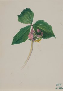 Uten tittel, ca. 1920. av Mary Vaux Walcott