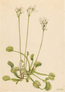  av Mary Vaux Walcott