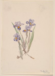  av Mary Vaux Walcott