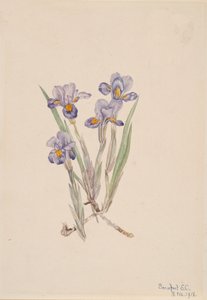 Vernal Iris Iris verna, 1918.    1148899   no       norwegian Successfully Translated  Original: The Fight between Robin Hood and Little John, illustration from Robin Hood and his Life in the Merry Greenwood, told by Rose Yeatman Woolf, published by Raphae av Mary Vaux Walcott
