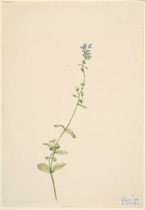  av Mary Vaux Walcott