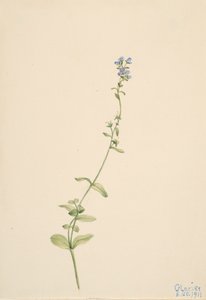 Veronica serpyllifolia, 1911. av Mary Vaux Walcott