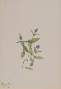  av Mary Vaux Walcott