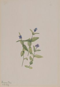 Veronica wormskjoldii, 1917. av Mary Vaux Walcott