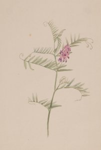  av Mary Vaux Walcott