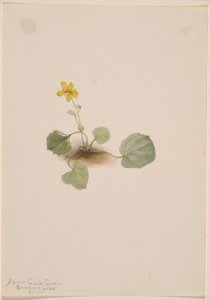  av Mary Vaux Walcott