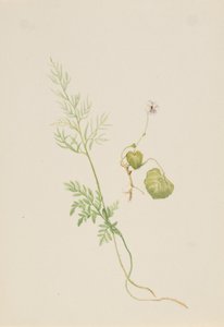 Myrfiolett, ca. 1917-1918. av Mary Vaux Walcott