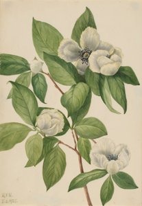Virginia Stewartia (Stewartia malachodendron) av Mary Vaux Walcott