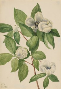 Virginia Stewartia Stewartia malachodendron, 1925. av Mary Vaux Walcott
