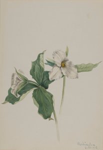  av Mary Vaux Walcott