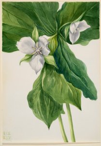  av Mary Vaux Walcott