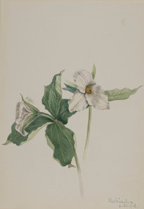 Wake-Robin Trillium grandiflorum, 1918. av Mary Vaux Walcott