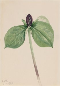 Wake-Robin Trillium fastsittende, 1920. av Mary Vaux Walcott