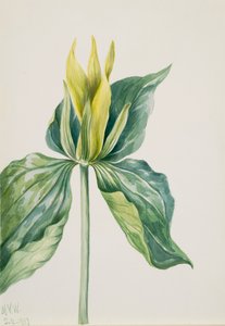 Wake-Robin Trillium underwoodii, 1937. av Mary Vaux Walcott