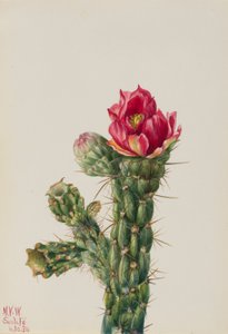  av Mary Vaux Walcott