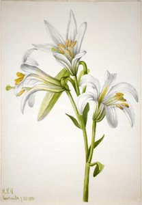 Washingtonlilje (Lilium washingtonianum) av Mary Vaux Walcott