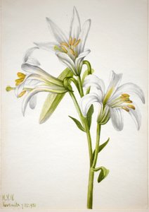 Washington Lily Lilium washingtonianum, 1933. av Mary Vaux Walcott