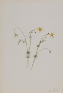  av Mary Vaux Walcott