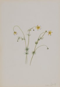 Vannkråkefot Batrachium trichophyllum, 1918. av Mary Vaux Walcott