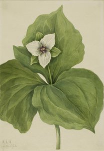 Wax Trillium Trillium album, 1921. av Mary Vaux Walcott